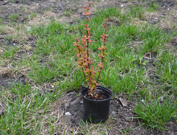 小檗赞赏树苗，小的小檗植物在花盆里将种植在花园与景观设计。图片下载