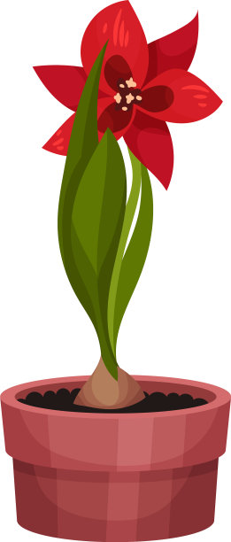 盆栽的室内植物，有红色的花朵图片下载