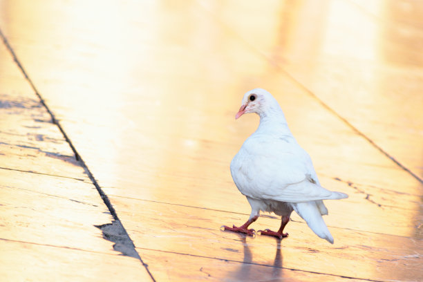 白鸽斜倚在铺砌的阳光上图片下载