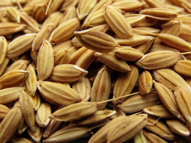 水稻种苗照片图片下载