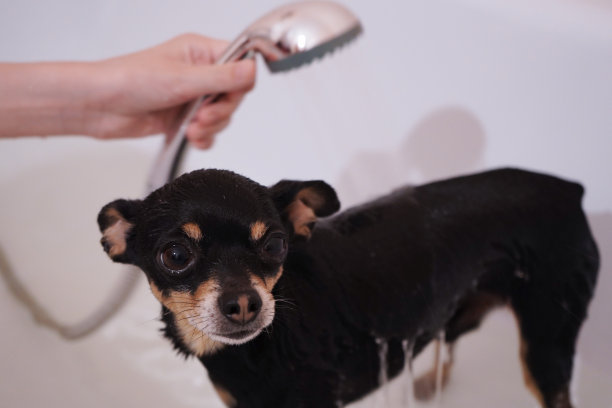 小黑狗玩具梗在淋浴。给狗洗澡和照顾狗。特写,有选择性的重点。图片下载