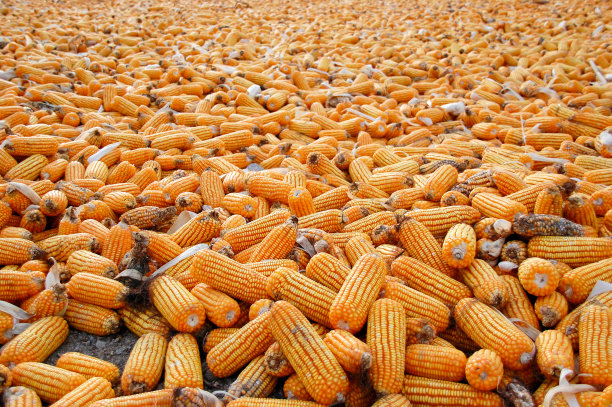 田里的生黄玉米芯。图片下载