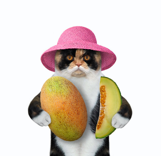 猫抱着大西瓜3图片下载