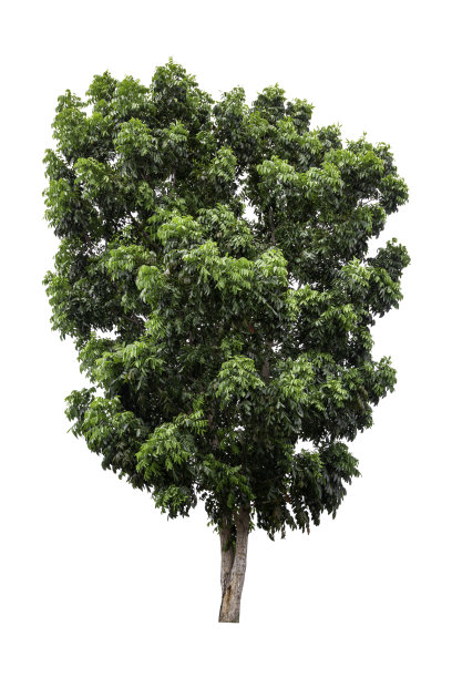 白色背景上孤立的大绿树。图片下载