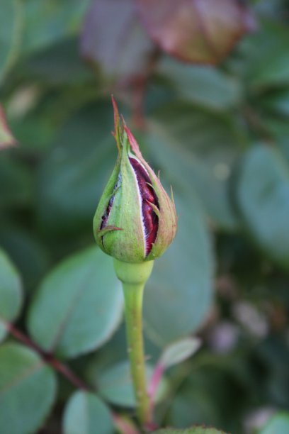 单瓣红玫瑰花蕾图片下载