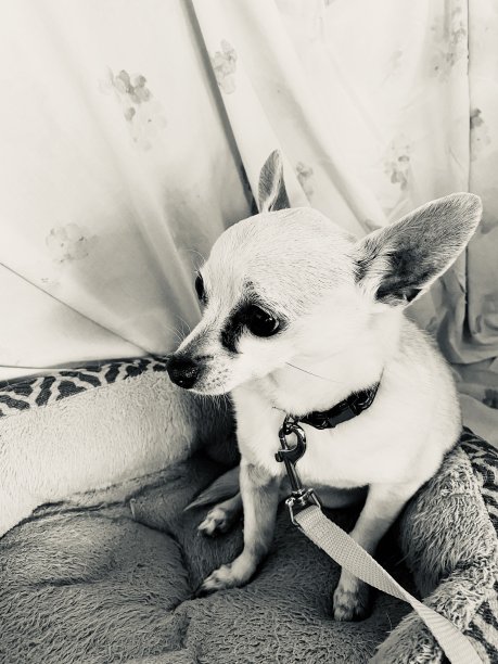 老但好吃图片下载