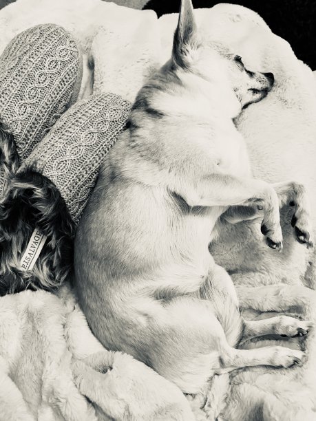 老夫人图片下载