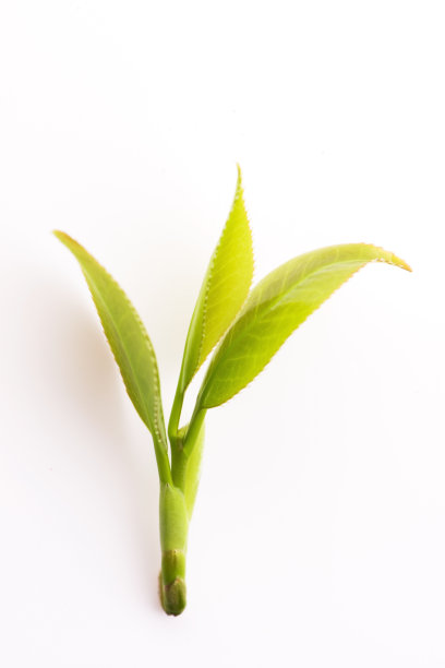 新鲜茶叶上白图片下载