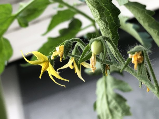 小魔女图片下载