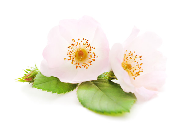 一朵野花。图片下载