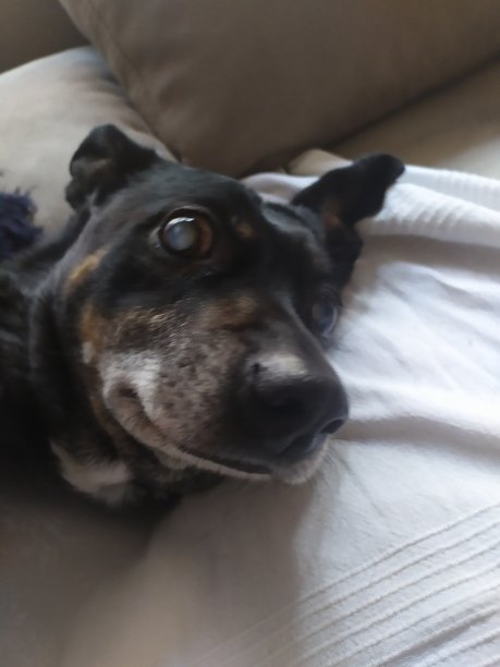 黑色的狗狗狗图片下载