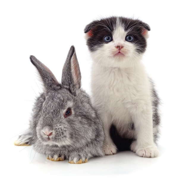 猫和兔子。图片下载