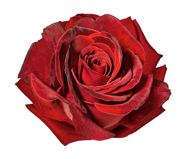 孤立在白色上的玫瑰图片下载