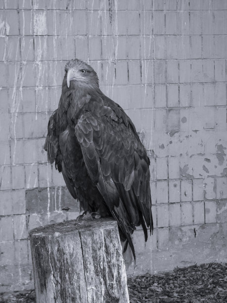 美丽的雄鹰坐在树桩上寻找猎物。城市里的一只鸟正在看摄像机。库存图片背景。图片下载