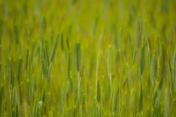 成熟的绿色谷物图片下载