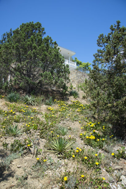 森林里开花的仙人掌图片下载
