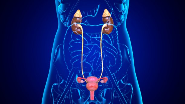 3D插图女性泌尿系统与子宫的医学概念图片下载