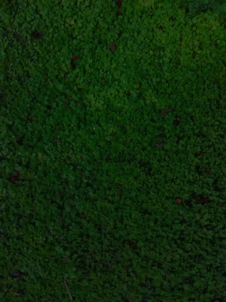 Drak绿色小树叶背景壁纸纹理图片下载