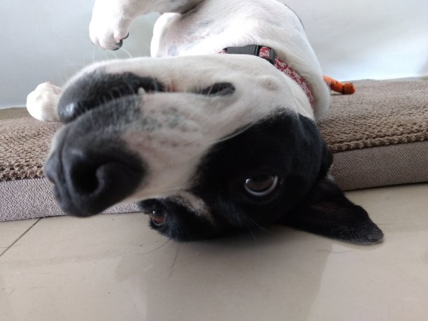 愚蠢的狗图片下载