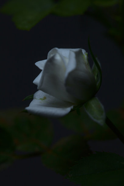 一个白色微型玫瑰叶的特写图片下载