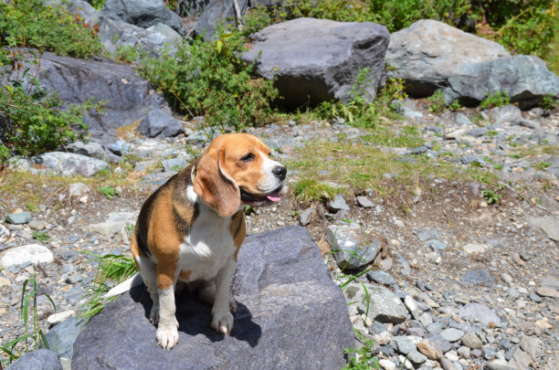 纯种犬bigul夏天坐在一块石头上图片下载