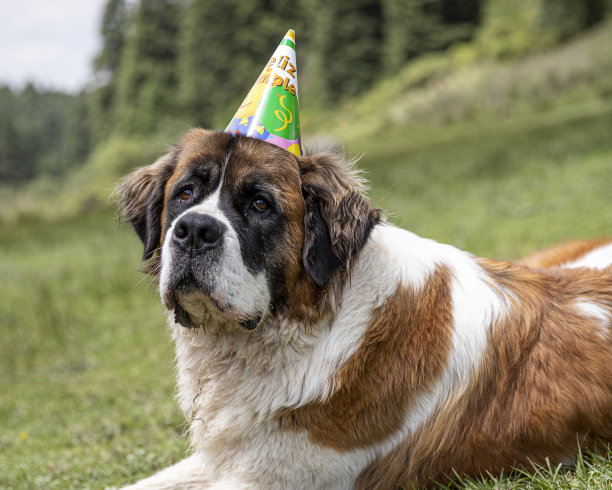 戴着生日帽的白棕色大狗图片下载