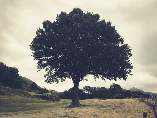 地里的一棵树。的彩色照片图片下载
