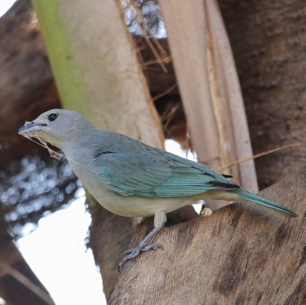 这种红色植物(乌尔肯)被称为红木，最初来自印第安人，他们用他们的种子把身体涂成红色。它被广泛用作各种用途的着色剂，主要用于化妆品和食品图片下载
