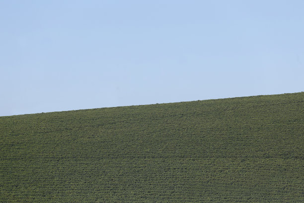 在巴西种植咖啡图片下载