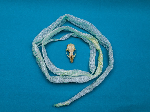 蛇皮与鼠颅骨交换，蜕皮，蛇类，爬行类图片下载