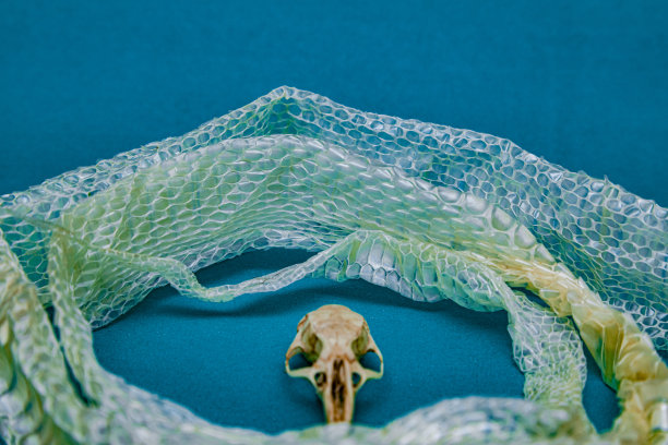 蛇皮与鼠颅骨交换，蜕皮，蛇类，爬行类图片下载