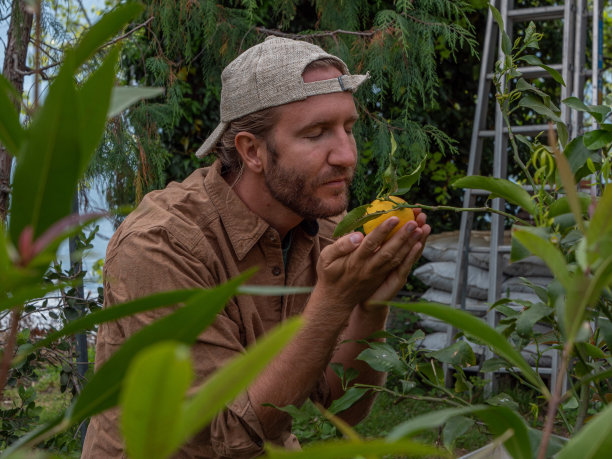 园丁在花园里照料柑橘植物图片下载