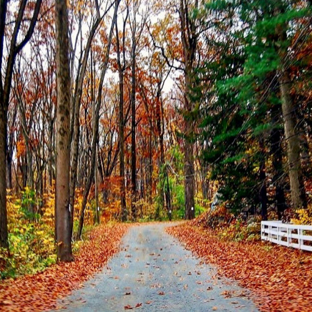 乡间小路图片下载