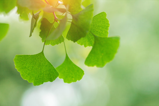 银杏的叶子图片下载