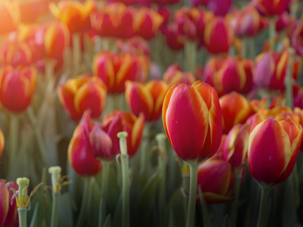 花园里五颜六色的郁金香闪耀着美丽的阳光图片下载