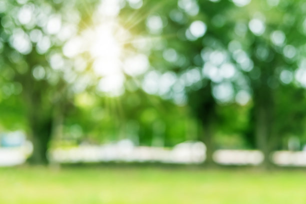 公园里的树图片下载