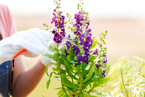 年轻女子在花园里养花。亚洲人爱好和自由园艺户外阳光自然背景。快乐和享受在春天和夏天的一天。生活方式的概念图片下载