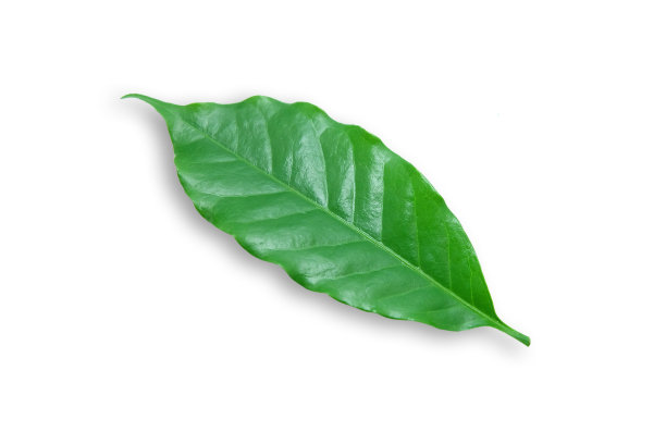 绿色，咖啡叶孤立在白色背景上。图片下载
