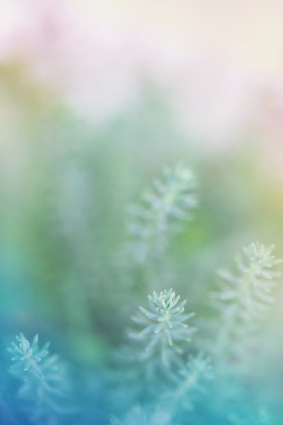 精致的绿色肉质植物图片下载