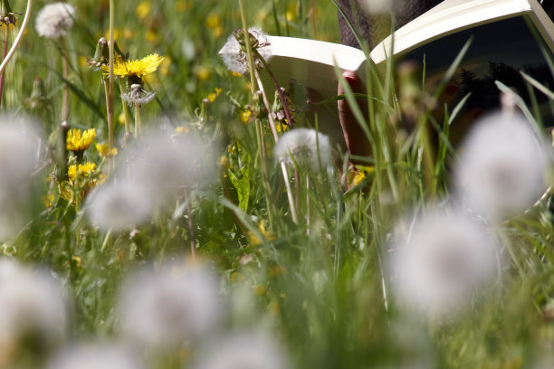 在巴伐利亚的草地上读书图片下载