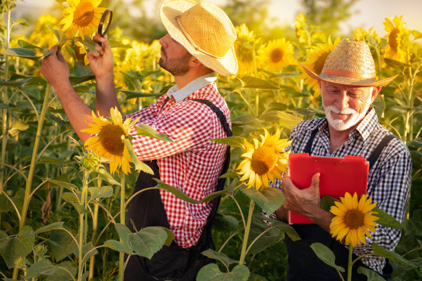两个农学家或农民在向日葵地里工作图片下载