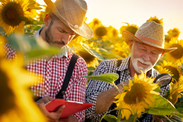 检查向日葵的质量图片下载