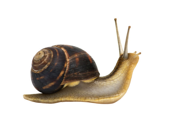 花园蜗牛孤立在白色。白色背景前的花园蜗牛图片下载