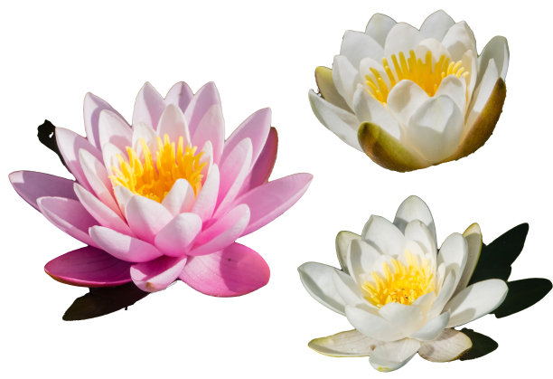 孤立在白色上的睡莲拼贴画图片下载