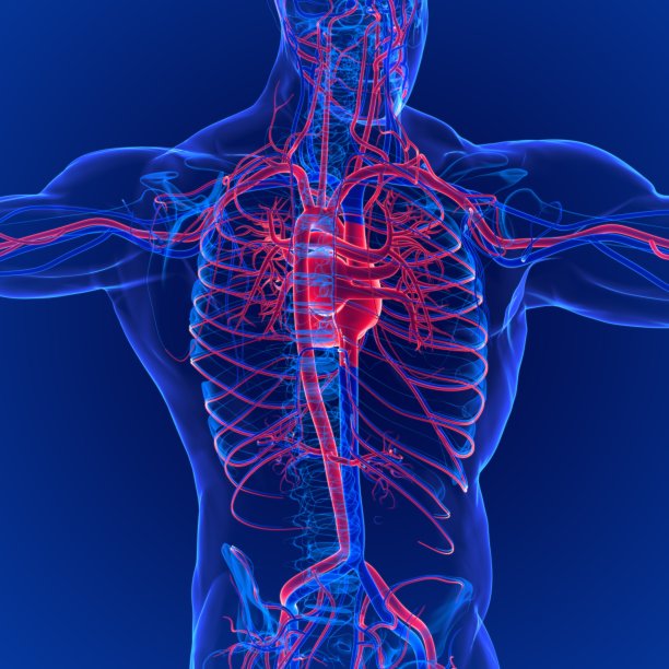 人体循环系统解剖(心脏)三维示意图图片下载