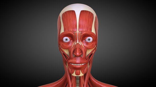 3D插图人体肌肉解剖学的医学概念图片下载