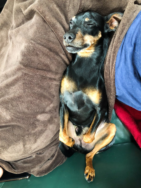 这是一只孤立的小猎犬(犬类狼疮，迷你杜宾)躺在毯子中间睡觉的特写。狗的姿势是仰卧，腿弯曲。图片下载