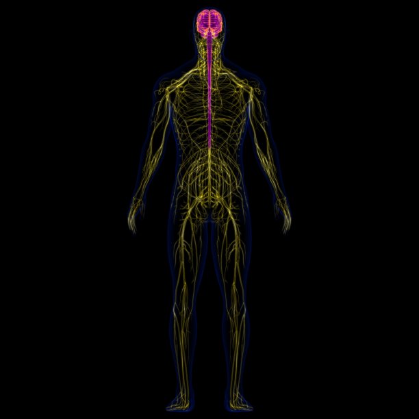 3D插图人脑与神经系统解剖学图片下载