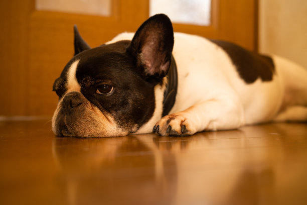一只法国斗牛犬正准备在舒适寒冷的地板上打盹图片下载