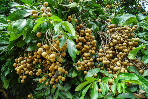 一束龙眼果在树上，有叶子背景。一串新鲜的龙眼果实，绿叶图片下载